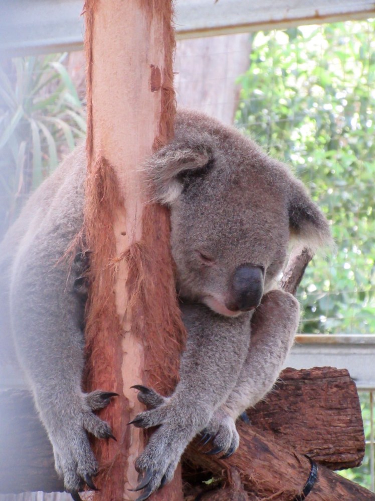 koala