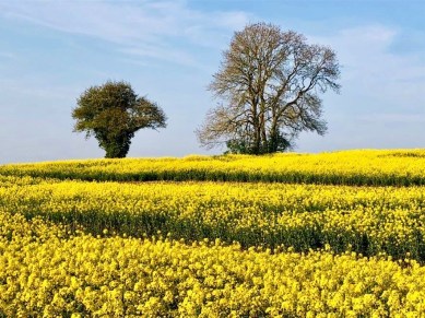 Ellesboroughwalk (1)