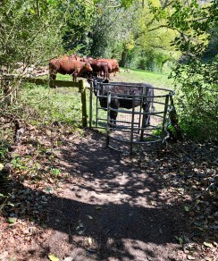 Prestwoodcows